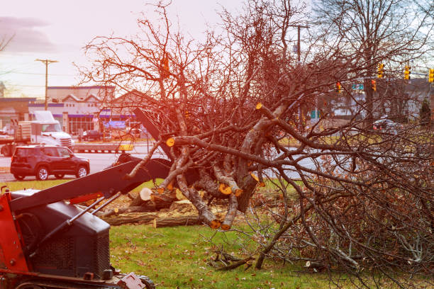 Best Root Management and Removal  in Gerber, CA
