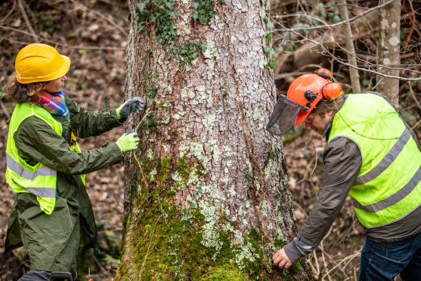 Seasonal Cleanup (Spring/Fall) in Gerber, CA