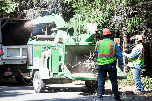 How Our Tree Care Process Works  in  Gerber, CA