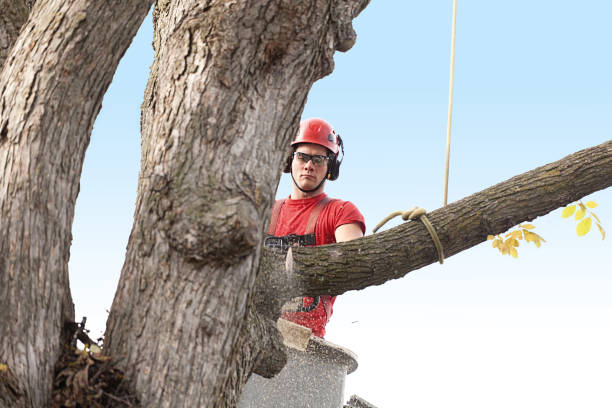Best Storm Damage Tree Cleanup  in Gerber, CA